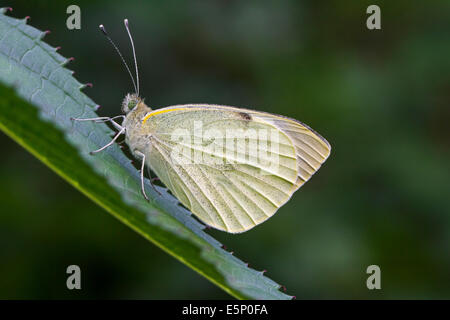 Petit chou blanc / Petit white (Pieris rapae) butterfly on leaf Banque D'Images