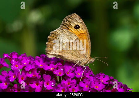 Maniola jurtina Meadow Brown (été) sur lila (Buddleja davidii / Buddleia davidii) en fleurs Banque D'Images