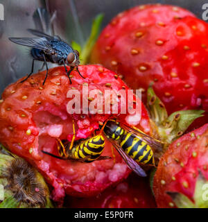 Les guêpes et les mouches de manger les fraises pourries dans jardin Banque D'Images