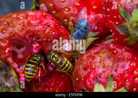 Les guêpes et les mouches de manger les fraises pourries dans jardin Banque D'Images