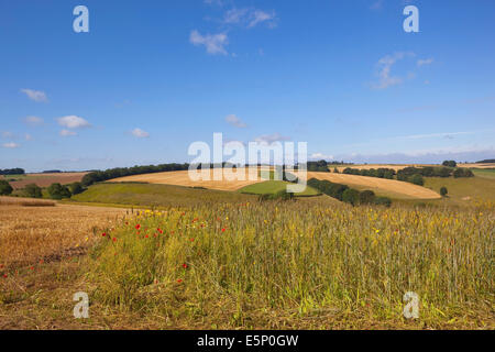 Une prairie de fleurs sauvages des espèces annuelles de blé complet dans le pittoresque paysage agricole du Yorkshire Wolds en été. Banque D'Images