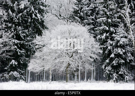 Le chêne pédonculé (Quercus robur, Quercus walkeri) et de l'épinette de Norvège (Picea abies) en hiver, en Rhénanie du Nord-Westphalie, Allemagne Banque D'Images