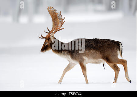 Le daim (Dama dama), stag en hiver, Rhénanie du Nord-Westphalie, Allemagne Banque D'Images