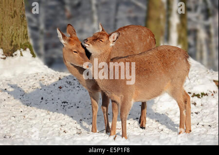 Dybowski's ou cerf Sika Sika Oussouri (Cervus nippon hortulorum), femme avec de jeunes en hiver Banque D'Images