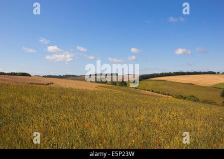 Une belle prairie de fleurs sauvages avec champ de fleurs annuelles dans le matériel roulant patchwork paysage du Yorkshire Wolds en été. Banque D'Images