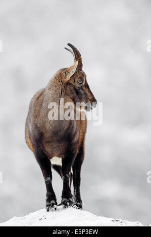 Bouquetin des Alpes (Capra ibex), femme en hiver Banque D'Images