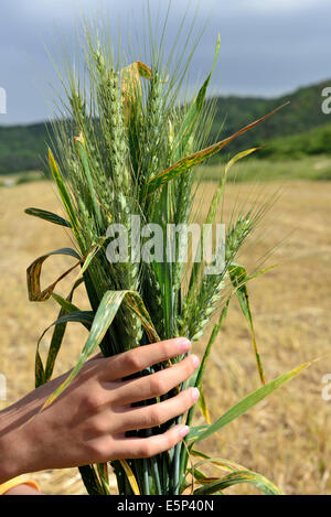 Épis verts mûrs à tenir Banque D'Images