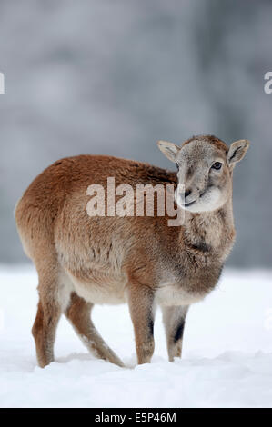 Mouflon européen (Ovis orientalis musimon, Ovis gmelini musimon), juvénile en hiver Banque D'Images