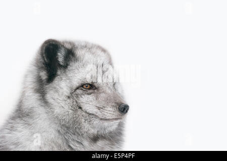 Le renard arctique, White Fox, renard polaire ou neige Fox (Vulpes lagopus, Alopex lagopus) en hiver Banque D'Images