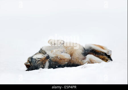 Wolf (Canis lupus) en hiver Banque D'Images