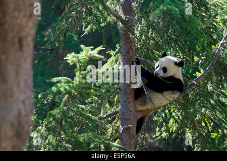 A 1 ans, Grand Panda cub, appelée Xing Bao, grimpe à plus de 10 mètres de haut dans un arbre, puis se bloque facilement à l'envers. Banque D'Images