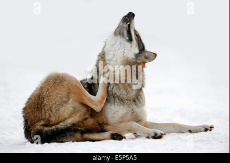 Wolf (Canis lupus) en hiver Banque D'Images