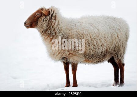 Guanaco Le Mouton (Ovis orientalis bélier) en hiver, en Rhénanie du Nord-Westphalie, Allemagne Banque D'Images