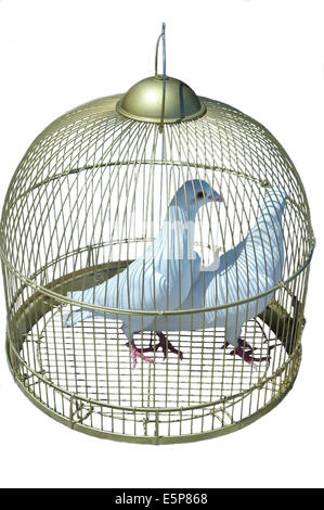 Cage à pigeon blanc deux isolated on white Banque D'Images