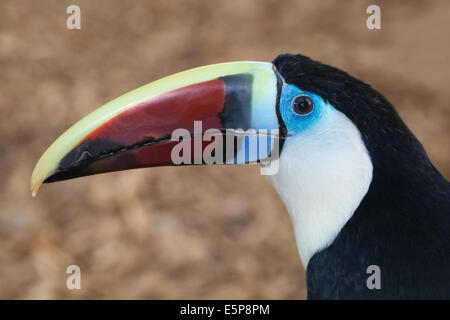 À bec rouge, blanc, à gorge de Cuvier ou Toucan (Ramphastos tucanus). Banque D'Images