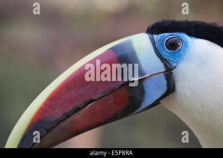 À bec rouge, blanc, à gorge de Cuvier ou Toucan (Ramphastos tucanus). Banque D'Images