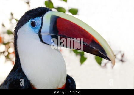 À bec rouge, blanc, à gorge de Cuvier ou Toucan (Ramphastos tucanus). Banque D'Images