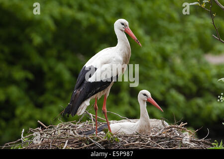 Cigogne Blanche (Ciconia ciconia). Couple, femme assis sur son nid. Remarque ajout récent de feuillage vert sur la jante. Banque D'Images