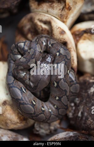 Python réticulé (Python reticulatus). De l'embrayage, l'éclosion des œufs incubés artificiellement. Les petites sur le dessus de leurs oeufs. Banque D'Images