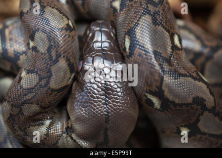 Python réticulé (Python reticulatus). Tête de jeune serpent. Banque D'Images