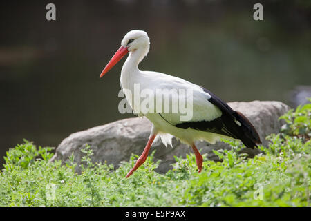 Cigogne Blanche (Ciconia ciconia). Marcher sur la terre. Banque D'Images