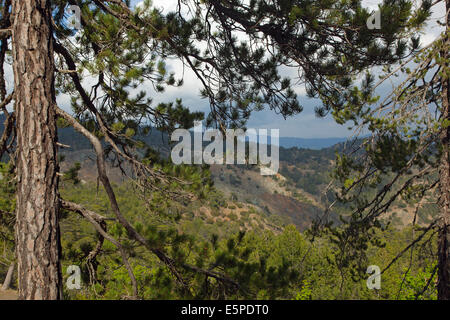 Ancien pins noirs Pinus nigra dans Troodhos chypriote Parc National Banque D'Images