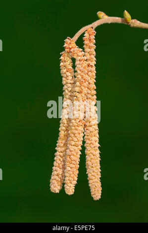 Le noisetier commun (Corylus avellana), les fleurs mâles ou chatons, Rhénanie du Nord-Westphalie, Allemagne Banque D'Images