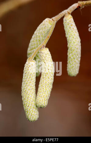 Le noisetier commun (Corylus avellana), les fleurs mâles ou chatons, Rhénanie du Nord-Westphalie, Allemagne Banque D'Images