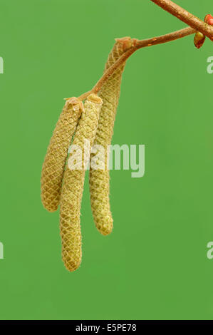 Le noisetier commun (Corylus avellana), les fleurs mâles ou chatons, Rhénanie du Nord-Westphalie, Allemagne Banque D'Images