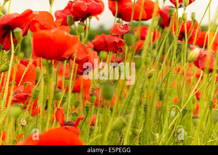 Champ de coquelicots avec reservoir sous les rayons de soleil, les fleurs rouges meadow Banque D'Images