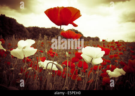 Fleurs rouges et blancs dans la zone sous le ciel illuminé mystique Banque D'Images