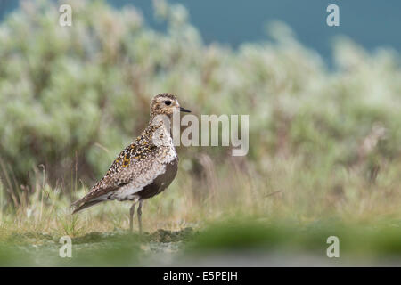 Pluvier doré européen (Pluvialis apricaria), femme, Dovrefjell-Sunndalsfjella Parc National, Norvège Banque D'Images