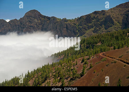 Forêt de pins, l'île des pins (Pinus canariensis), des nuages, du vent le Parc National du Teide, Site du patrimoine mondial de l'UNESCO Banque D'Images