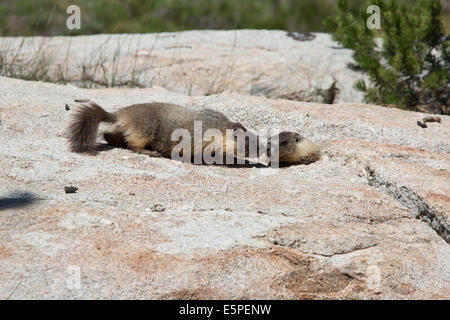 Les marmottes à ventre jaune (Marmota flaviventris), Yosemite National Park, California, United States Banque D'Images