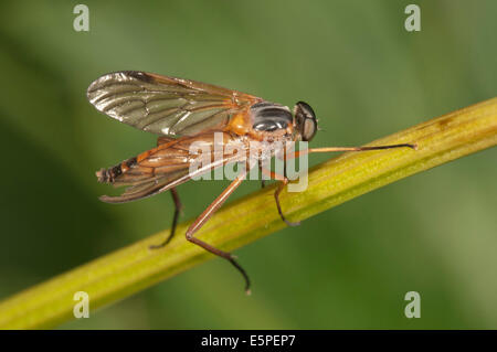 Downlooker Snipefly (Rhagio scolopaceus), Bade-Wurtemberg, Allemagne Banque D'Images