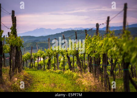 Vignobles et montagnes près de Smartno dans la région viticole de Goriska Brda Slovénie, Europe Banque D'Images