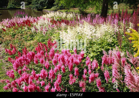 Une partie de l'Astilbe près de l'eau à Marwood Hill Gardens, Barnstaple, Devon Banque D'Images