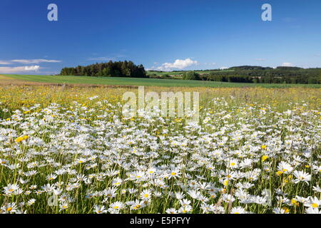 Flower meadow avec marguerites (Leucanthemum vulgare), Baden Wurtemberg, Allemagne, Europe Banque D'Images