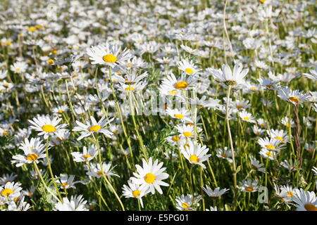 Flower meadow avec marguerites (Leucanthemum vulgare), Baden Wurtemberg, Allemagne, Europe Banque D'Images