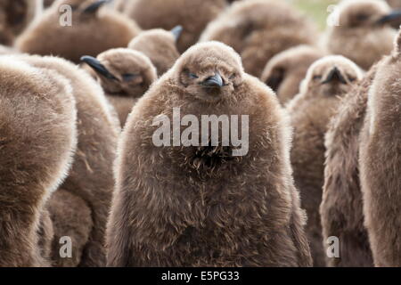 Manchot royal (Aptenodytes patagonicus) Crèche de poussins, bénévole Point, East Falkland, îles Malouines, l'Amérique du Sud Banque D'Images