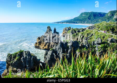 Belle Rock formation, Pancake Rocks, Paparoa National Park, côte ouest, île du Sud, Nouvelle-Zélande, Pacifique Banque D'Images