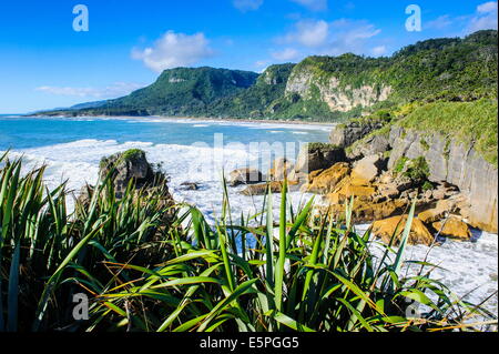 Belle Rock formation, Pancake Rocks, Paparoa National Park, côte ouest, île du Sud, Nouvelle-Zélande, Pacifique Banque D'Images