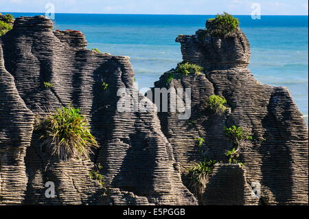 Belle Rock formation, Pancake Rocks, Paparoa National Park, côte ouest, île du Sud, Nouvelle-Zélande, Pacifique Banque D'Images