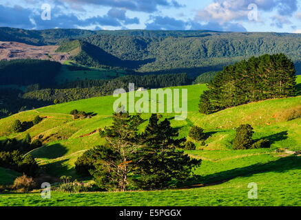 Beaux paysages de l'arrière-pays de Northland, île du Nord, Nouvelle-Zélande, Pacifique Banque D'Images