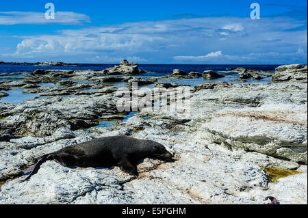 Fourrure (Callorhinus ursinus), Péninsule de Kaikoura, île du Sud, Nouvelle-Zélande, Pacifique Banque D'Images