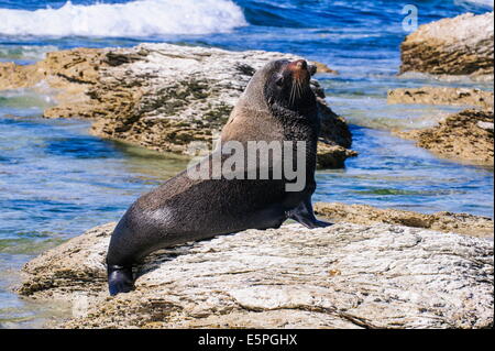 Fourrure (Callorhinus ursinus), Péninsule de Kaikoura, île du Sud, Nouvelle-Zélande, Pacifique Banque D'Images