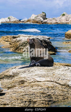 Fourrure (Callorhinus ursinus), Péninsule de Kaikoura, île du Sud, Nouvelle-Zélande, Pacifique Banque D'Images