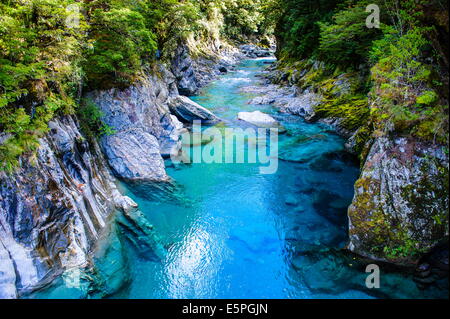 Le bleu des piscines, Haast Pass, île du Sud, Nouvelle-Zélande, Pacifique Banque D'Images