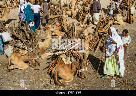 Les chameaux chargés de bois de chauffage sur le marché du lundi de Keren, en Érythrée, en Afrique Banque D'Images