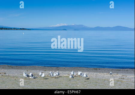 Les eaux bleues du lac Taupo avec le Parc National de Tongariro en arrière-plan, l'Île du Nord, Nouvelle-Zélande, Pacifique Banque D'Images